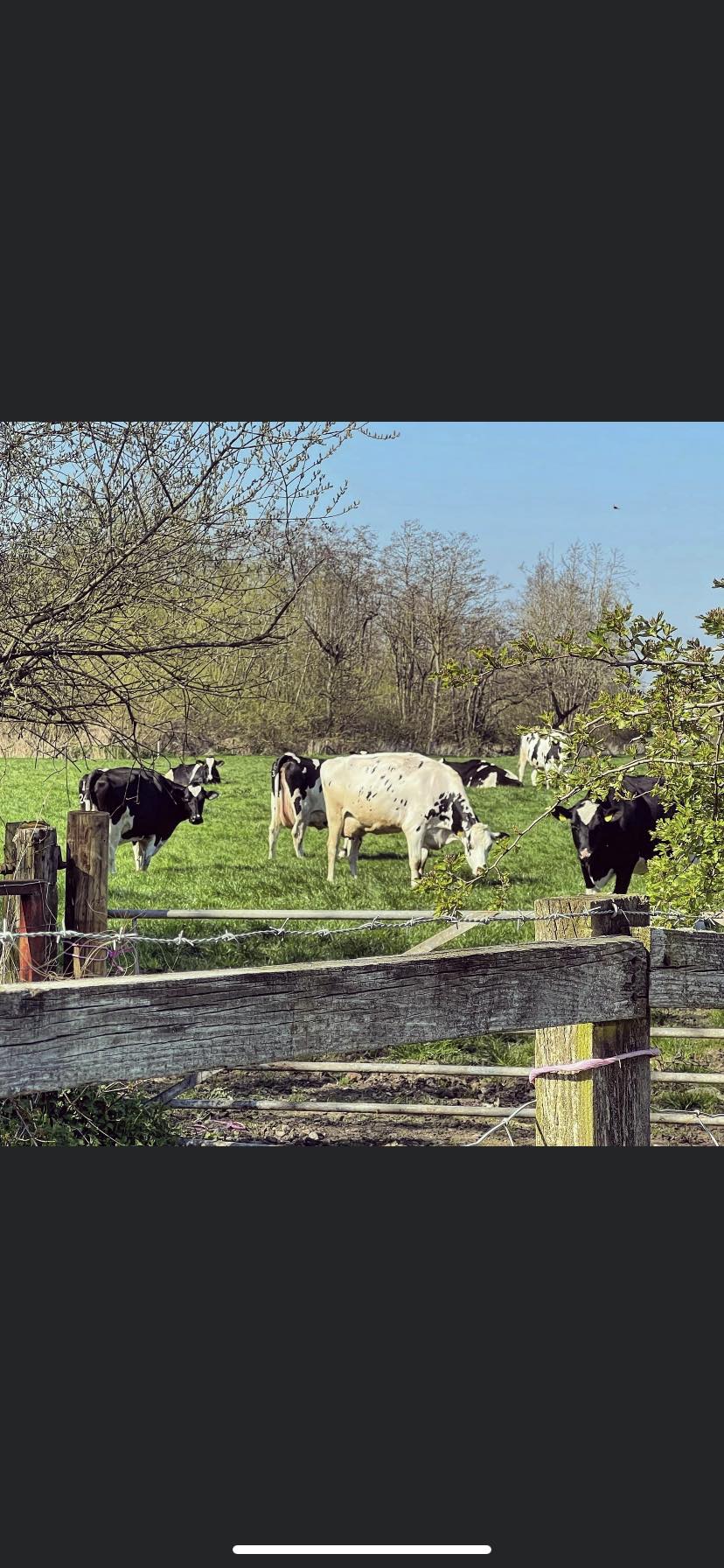 cowsinfield cowsinfield