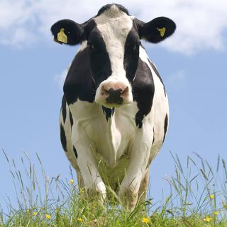 Dales Dairies Dales Dairies cow